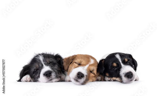 Row of 3 Jack Russell dog puppies, laying side by side. All fast asleep with eyes closed. Isolated on a white background.