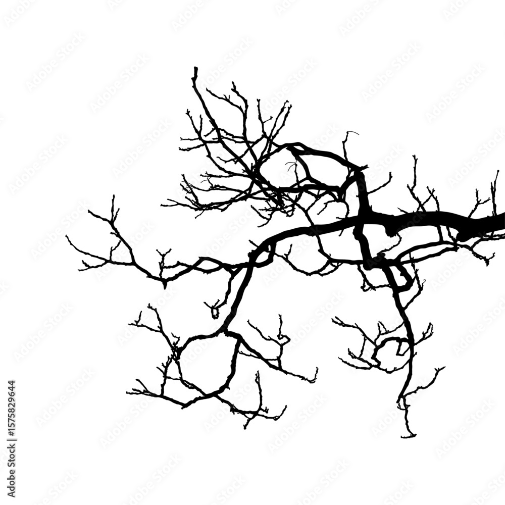 Obraz premium Bare Tree Branch Silhouette vector illustration