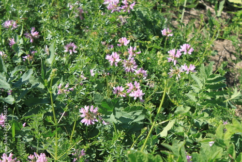 Wallpaper Mural flowers in the grass Torontodigital.ca