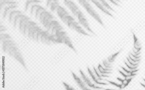 Shadow overlay from a fern branch isolated on a transparent background.