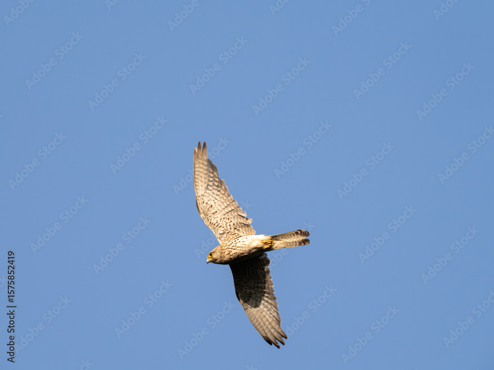 Obraz premium Common european Kestrel. Common Kestrel flying in the sky