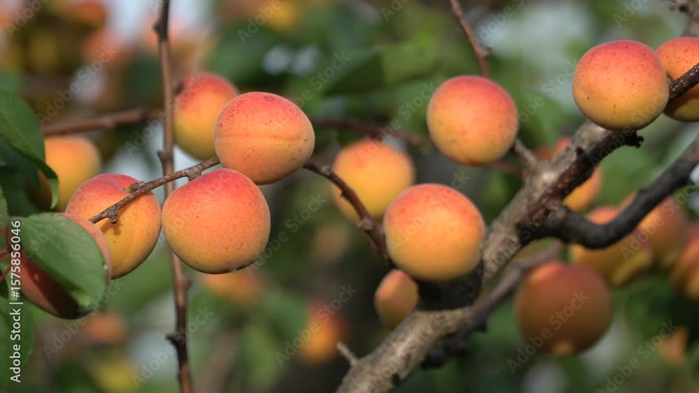 Ripe Apricots Hanging on a Branch Ripe Apricots Hanging on a Branch