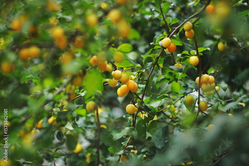 yellow plums, mirabelle, fruit tree, summer garden, organic fruits, fresh harvest, green leaves, nature background, ripe fruit, branch with fruits, healthy food, orchard, seasonal fruit, countryside, 