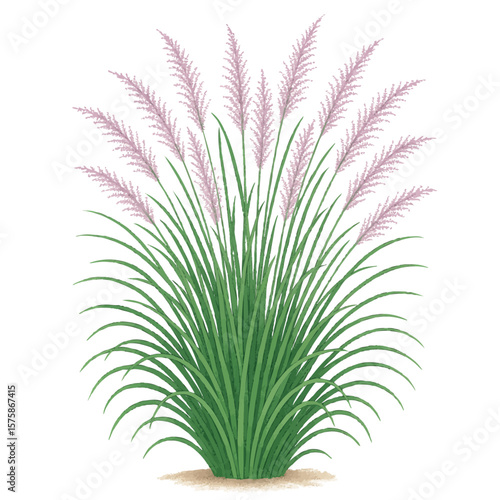 Gulf Coast Mulhy Grass Texas Native Plant