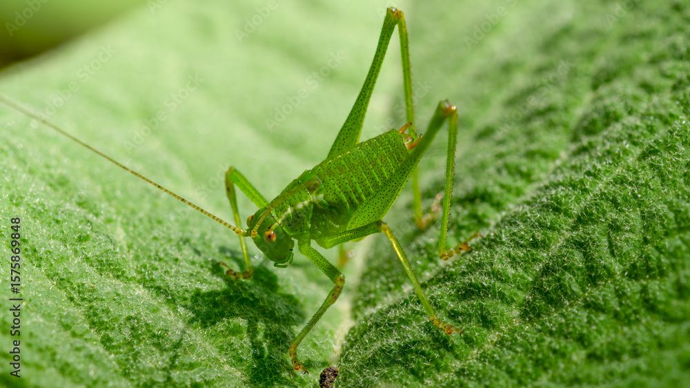 Fototapeta premium Punktierte Zartschrecke (Männchen)