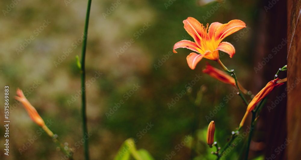 Fototapeta premium orange lily flower, daylily, blooming flower, close up, shallow depth of field, green background, garden flower, macro nature, summer flower, soft focus, floral photography, botany, vibrant colors
