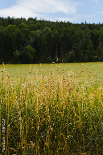 field of wheat