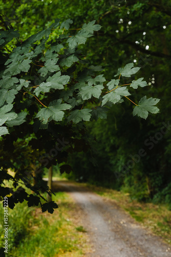 path in the woods