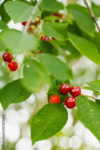 red cherries in a cherry tree