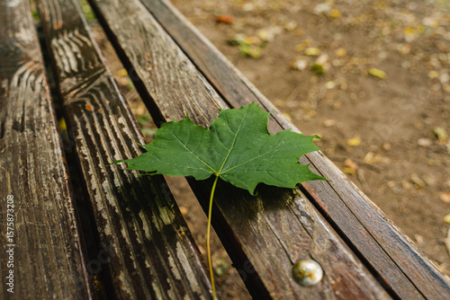 autumn leaf on wooden background