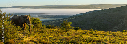 An African bush elephant (Loxodonta africana) in its natural habitat near Gqeberha (Port Elizabeth), Eastern Cape, South Africa. Captured in the wild, showcasing the majesty of African wildlife.
