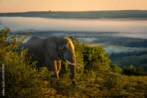 Foto An African bush elephant (Loxodonta africana) in its natural habitat near Gqeberha (Port Elizabeth), Eastern Cape, South Africa