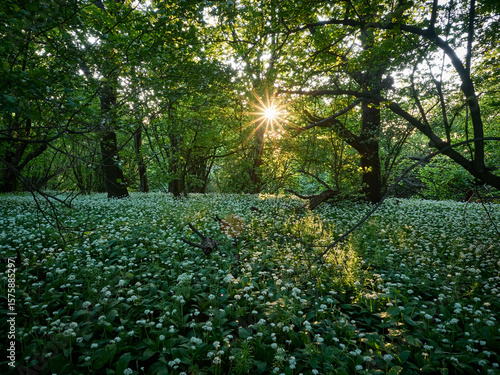 Fototapeta Naklejka Na Ścianę i Meble -  Góra Tuł. Czosnek niedźwiedzi. Beskidzki las. Beskid Mały, Śląsk Cieszyński