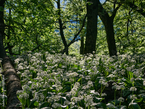 Fototapeta Naklejka Na Ścianę i Meble -  Góra Tuł. Czosnek niedźwiedzi. Beskidzki las. Beskid Mały, Śląsk Cieszyński