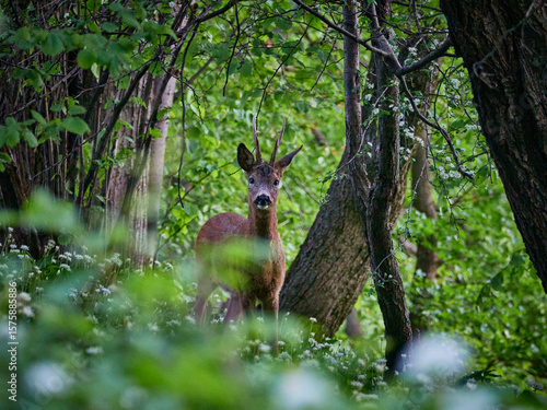 Fototapeta Naklejka Na Ścianę i Meble -  Sarna - kozioł. Beskid Mały, Śląsk Cieszyński