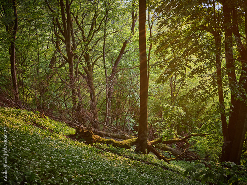Fototapeta Naklejka Na Ścianę i Meble -  Góra Tuł. Czosnek niedźwiedzi. Beskidzki las. Beskid Mały, Śląsk Cieszyński
