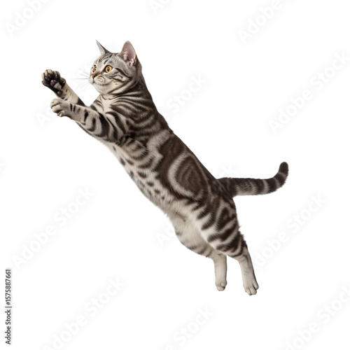 Agile tabby cat mid air jump with paws extended against a white background