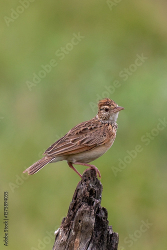 Photography Rufous-naped Lark