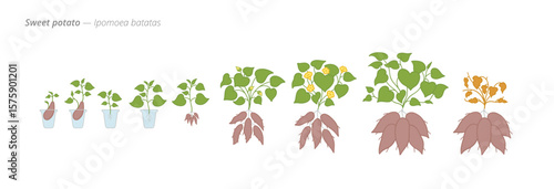 Sweet Potato Life Cycle - Botanical Vector Illustration for Agribusiness and Crop Planning