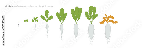 Daikon Radish Life Cycle - Botanical Vector Illustration for Agribusiness and Crop Management