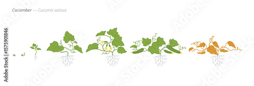 Cucumber Life Cycle - Botanical Vector Illustration for Agriculture and Education