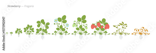 Strawberry Life Cycle - Botanical Vector Illustration for Agriculture and Education