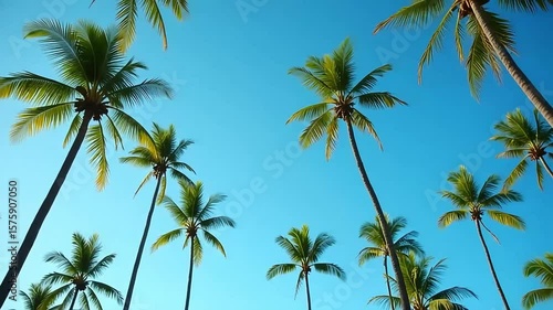 Wallpaper Mural Palm trees against blue sky tropical vacation summer travel destination nature background wallpaper stock video Torontodigital.ca