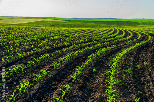 Young corn sprouts emerge from rich soil in a sprawling field, basking in bright sunlight on a clear day, showcasing nature's beauty