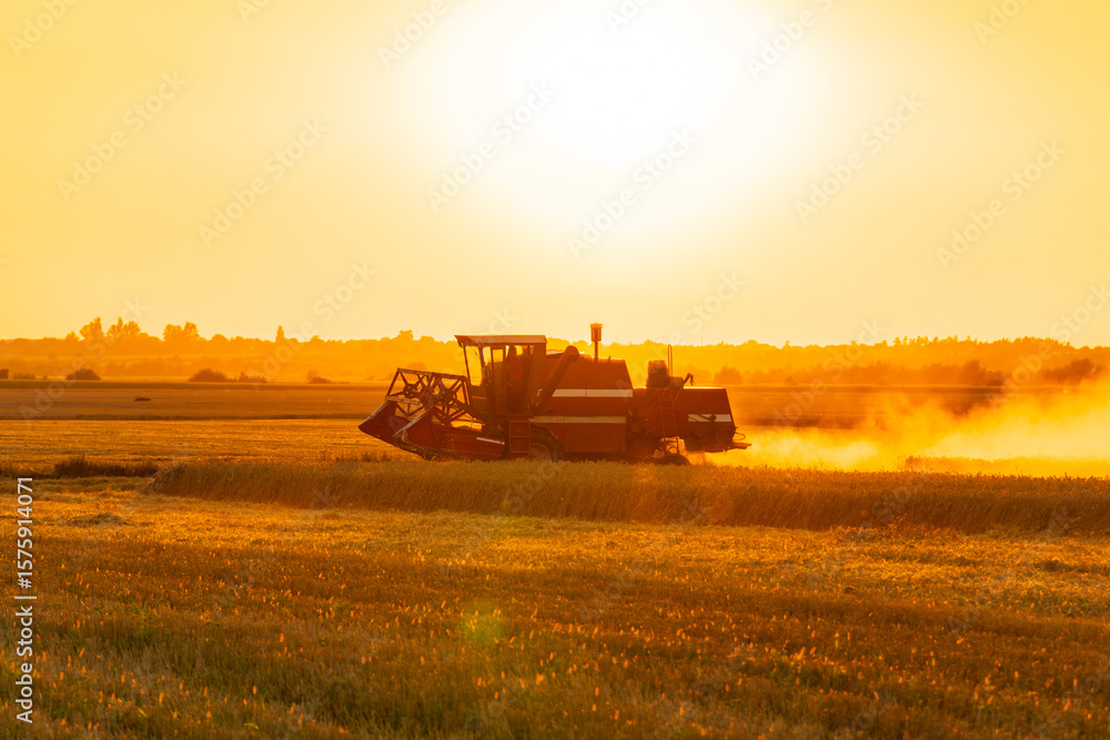 Fototapeta premium A combine harvester operates in a golden field as the sun sets on the horizon, harvesting crops with efficiency and power