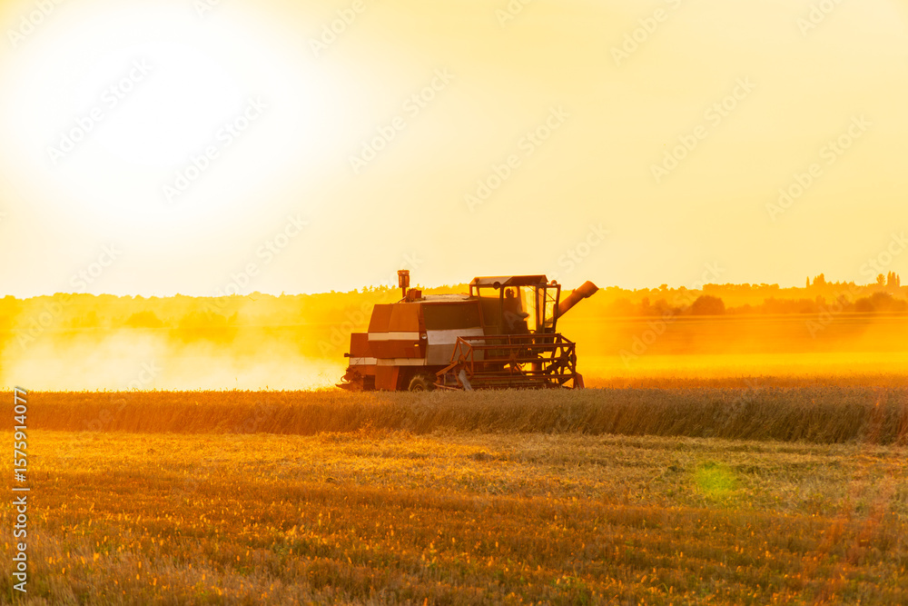 Naklejka premium A combine harvester efficiently collects ripe crops during sunset, casting a warm glow over the tranquil farm landscape