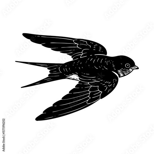 Swallow bird flying engraving black and white outline. Scratch board imitation. illustrated in vintage line art style on a white background.