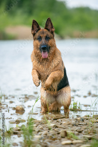german shepherd dog running in water