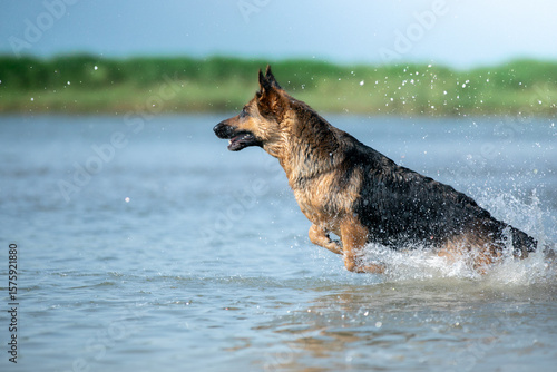 german shepherd dog running in water