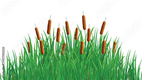 Lush Green Cattail Plants with Brown Flower Spikes Isolated on White Background Vibrant Nature Scene