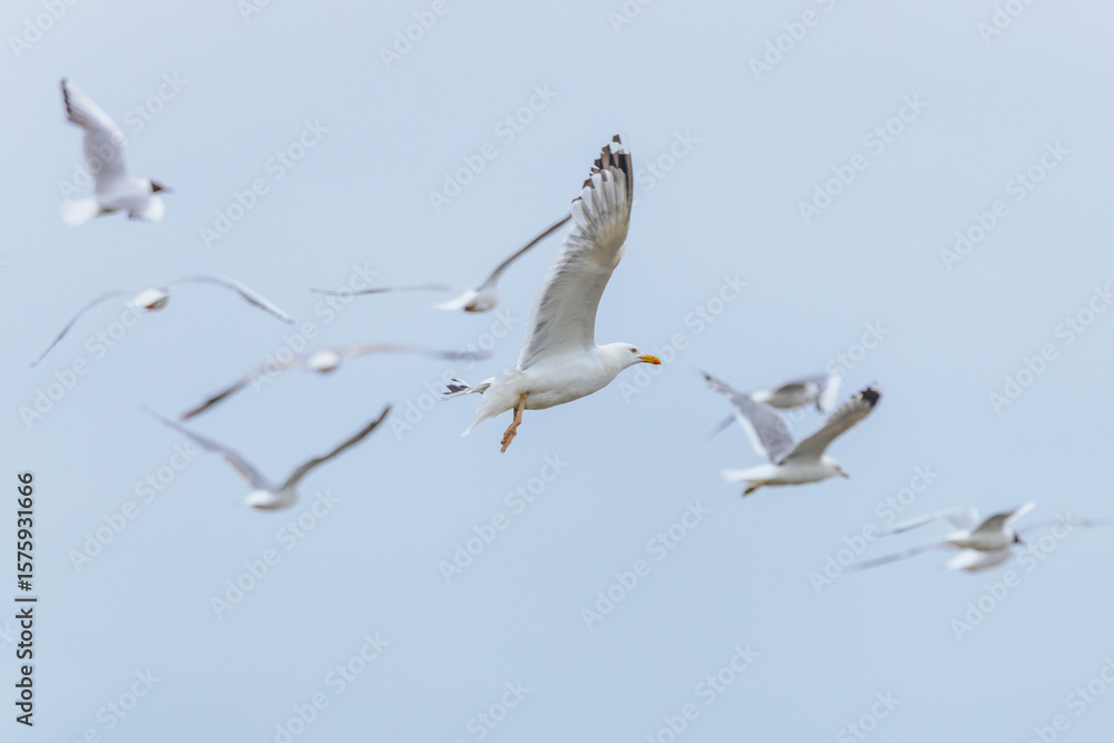 Obraz premium A group of seagulls in mid-flight above a calm lake, wings spread gracefully against a muted sky and distant treeline in the background.