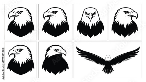 Eagle heads and flying eagle illustrations bird wildlife