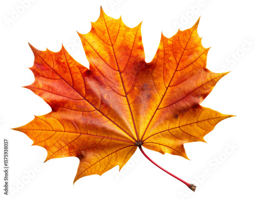 Wallpaper Mural  Crisp Autumn Maple Leaf with Veins and Curled Edges – Transparent PNG Torontodigital.ca