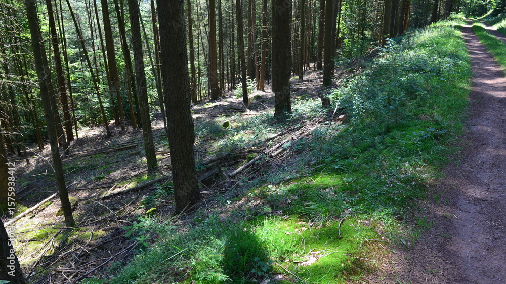 Obraz premium Pfälzer Wald_062