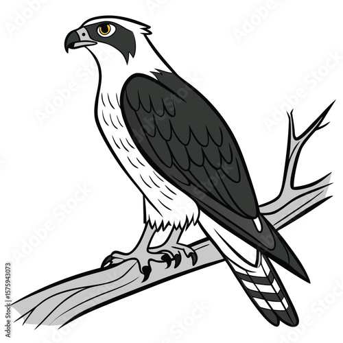 Black and White Osprey Bird Perched on Branch Illustration 2