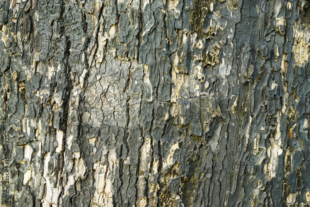 Obraz premium old Big tree texture