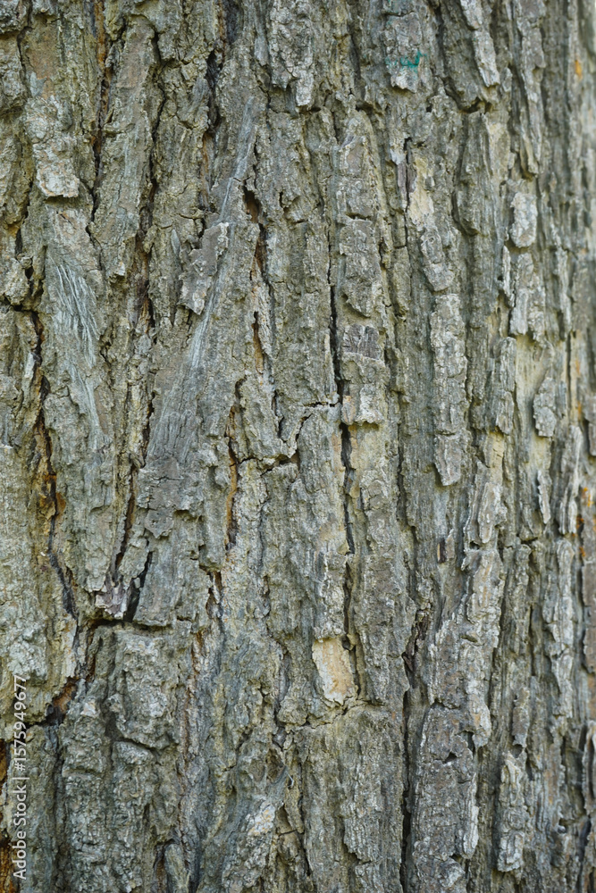 Fototapeta premium old Big tree texture