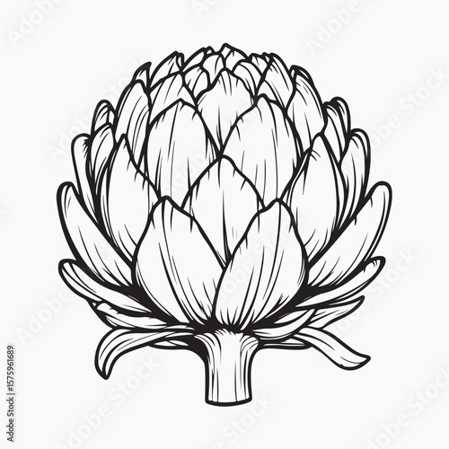 vector illustration of an artichoke