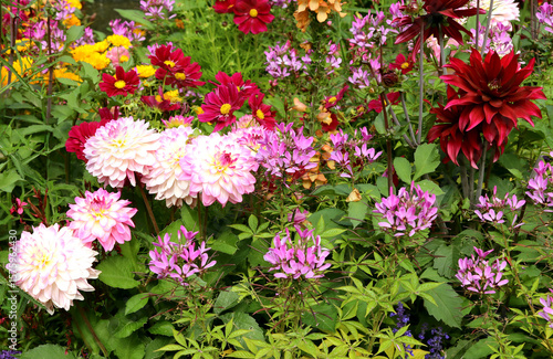 Flower bed with pink and red dahlias, with Cleome and other flowers. Summer.