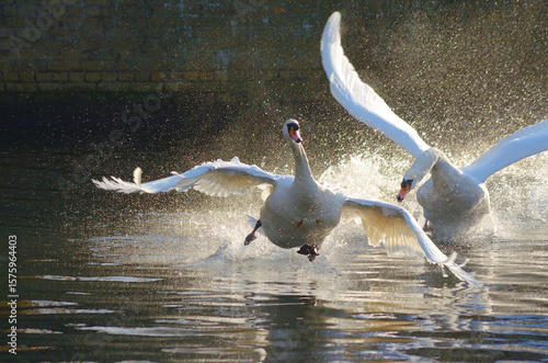 Fototapeta Naklejka Na Ścianę i Meble -  Two mute swans clash on a sunlit river, wings spread and water flying, capturing a dramatic moment of aggression and motion in the golden light.