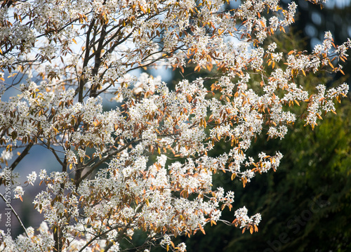 A tree of  smooth serviceberry in bloom. Flowers and young leaves.