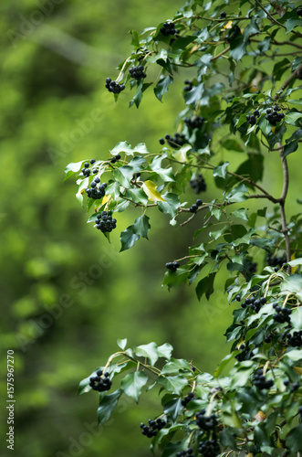 Wild ivy with seeds and ripe fruits.