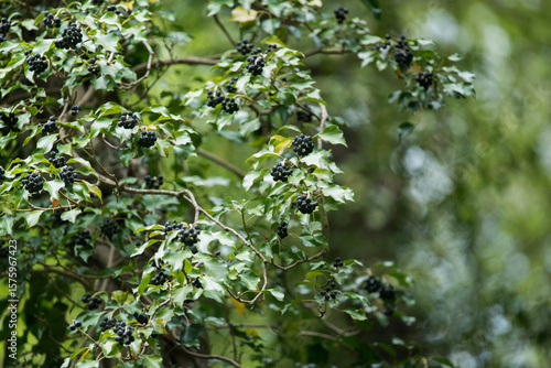 Wild ivy with seeds and ripe fruits. 