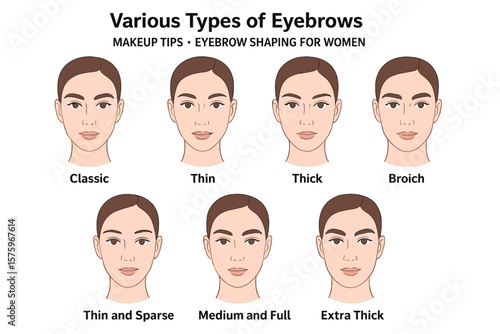 Various Types of Eyebrows Vector Illustration. Eyebrow Shapes for Women. Classic, Thin, Thick, Broich, Sparse, Medium, Extra Thick. Makeup Tips. Brow Shaping. Transparent Background