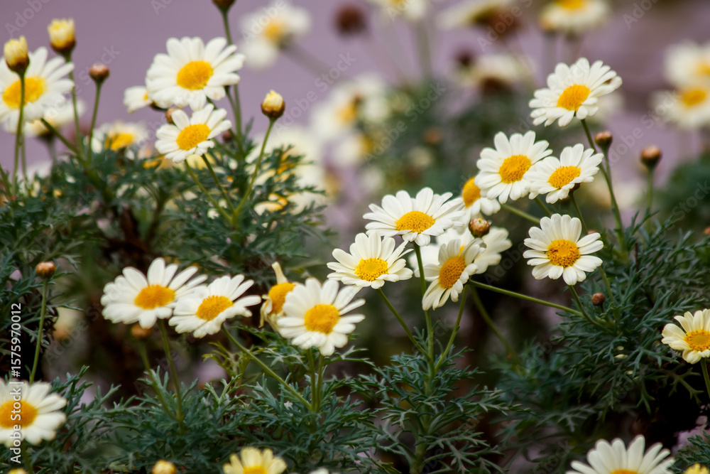 Fototapeta premium white daisies in a field