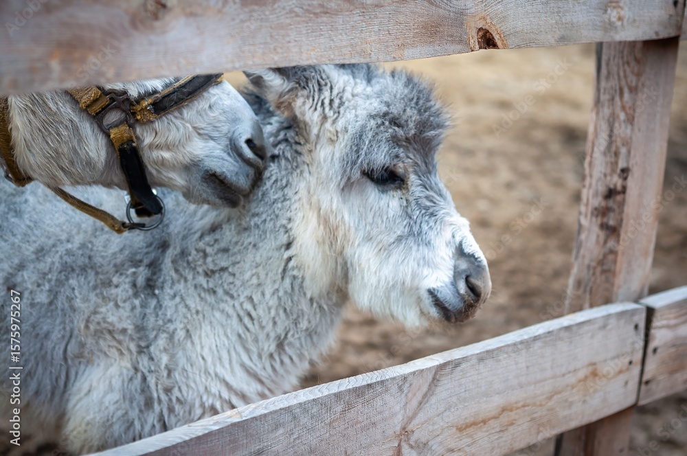 Fototapeta premium Two donkeys embracing each other behind a rustic wooden fence in a farm setting.